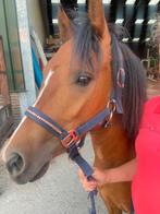 C Pony ruin, Dieren en Toebehoren, Pony's, Gechipt, Ruin, 0 tot 2 jaar, C pony (1.27m tot 1.37m)