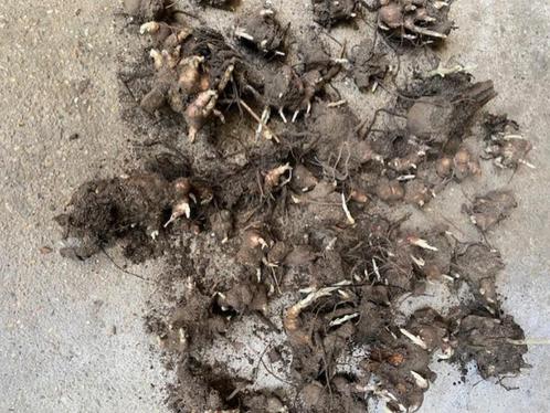Yacon broedknollen, Tuin en Terras, Planten | Tuinplanten, Eenjarig, Groenteplanten, Volle zon, Bloeit niet, Ophalen of Verzenden
