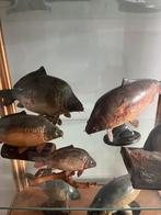 Gezocht Kapsan karper beeldjes, Ophalen