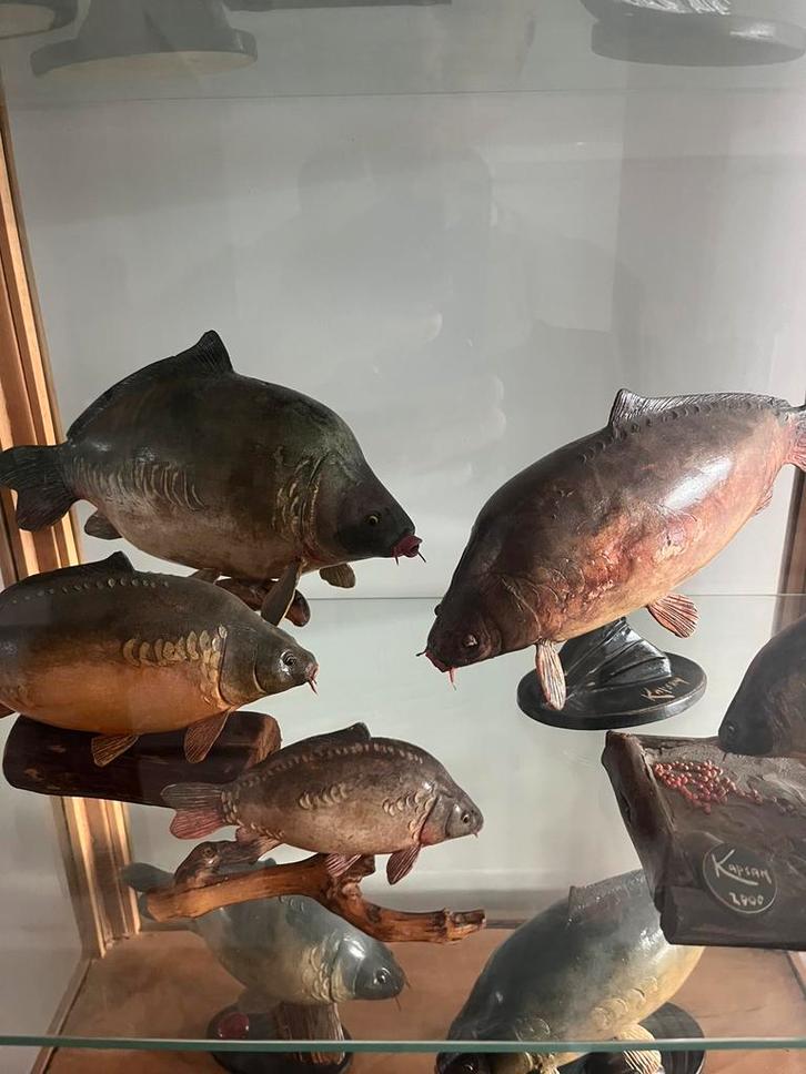 Gezocht Kapsan karper beeldjes, Verzamelen, Beelden en Beeldjes, Ophalen