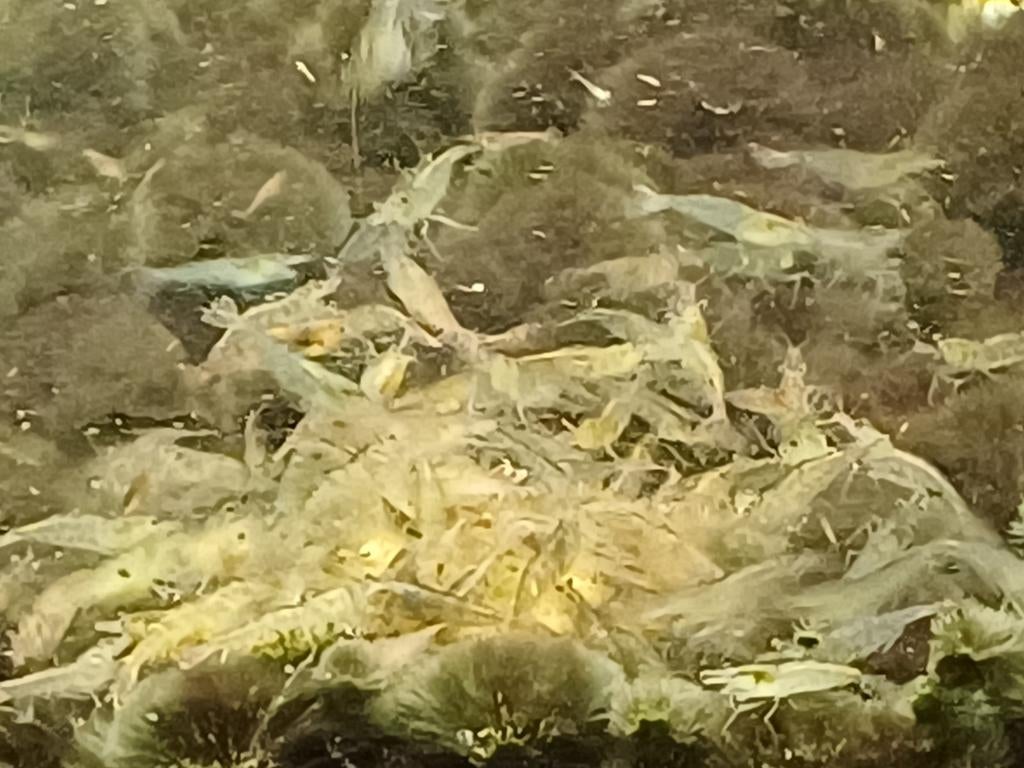 Te koop wild kleur en uitgesorteerd neo caridina, Dieren en Toebehoren, Vissen | Aquariumvissen, Kreeft, Krab of Garnaal