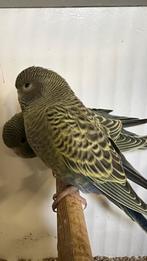 2 prachtige groene blackface parkietjes, Meerdere dieren, Parkiet