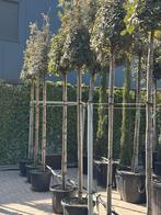 Steeneik / Quercus ilex, Bloeit niet, Halfschaduw, Overige soorten, 100 tot 250 cm