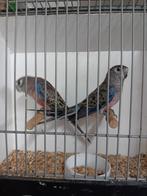 Mooi koppel wildkleur bourks, Dieren en Toebehoren, Vogels | Parkieten en Papegaaien, Meerdere dieren, Parkiet