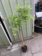 Japanse esdoorn ruysen, Tuin en Terras, Planten | Bomen, Ophalen, Bloeit niet, Halfschaduw, Overige soorten