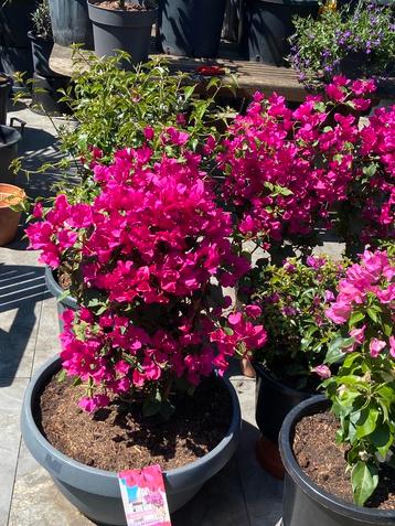 2 prachtige grote bougainvillea”s op rek in grote schalen!!! beschikbaar voor biedingen