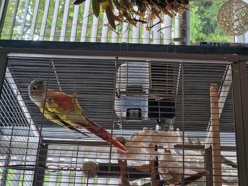pyrrhura papagaai koppel, Dieren en Toebehoren, Vogels | Parkieten en Papegaaien, Parkiet, Meerdere dieren