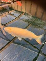 Big karashi heel groot ruim 85 - 90 cm  Takigawa, Dieren en Toebehoren, Vissen | Vijvervissen, Karper of Koi