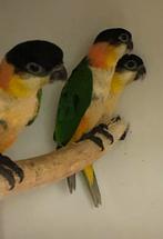 Caique te koop, Mannelijk, Papegaai, Geringd