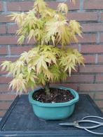 Acer bonsai Katsura, Tuin en Terras, Planten | Bomen, Minder dan 100 cm, Overige soorten, Ophalen of Verzenden