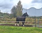 Tinker merrie te lease aangeboden, voor 2 a 3 dagen p.week, Dieren en Toebehoren, Paarden, Merrie, Recreatiepaard