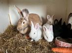 Jonge konijntjes , 03-12-25 , duitse reus/ WNZ ,, Dieren en Toebehoren, Meerdere dieren, Groot, 0 tot 2 jaar