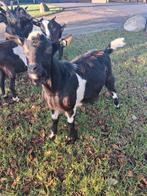 Zwartbonte dekbok ter dekking, Dieren en Toebehoren, Schapen, Geiten en Varkens, Mannelijk