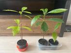 Avocado plantjes, Ophalen, Minder dan 100 cm, Overige soorten, Zomer