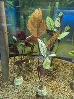 waterplant, Overige typen, Zoetwatervis