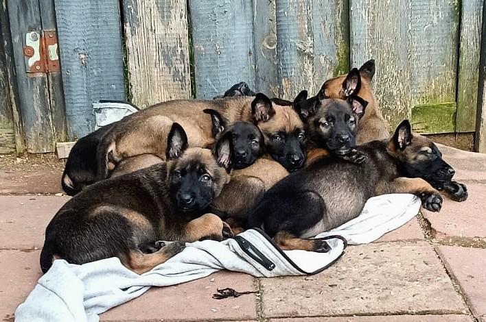Zeer mooie,goed gesocialiseerde Mechelse herder pups., Dieren en Toebehoren, Honden | Herdershonden en Veedrijvers, Teef, Herder