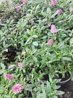 Buddleja 'Little pink' roze (laagblijvend!), Volle zon, Vaste plant, Zomer, Ophalen