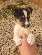 Knuffelkont Levi zoekt gouden mandje ( nieuwe fotos), Dieren en Toebehoren, Honden | Niet-rashonden, Particulier, Rabiës (hondsdolheid)