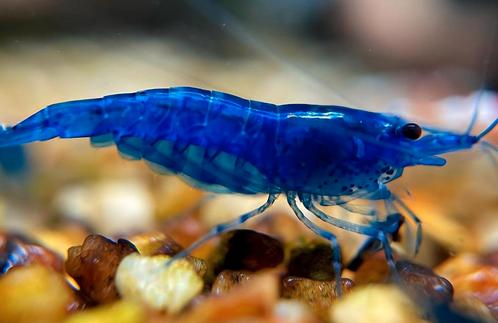 Neocaridina Blue Velvet garnalen, Dieren en Toebehoren, Vissen | Aquariumvissen, Zoetwatervis, Kreeft, Krab of Garnaal