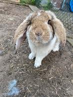 Franse hangoor konijnen, Dieren en Toebehoren, Meerdere dieren, Groot, Hangoor