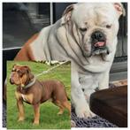 Bordengdog pups, Bordeauxdog x Engelse bulldog, Particulier, Meerdere, Bulldog, 8 tot 15 weken