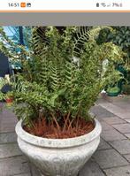 Betonnen bloempot met krulvaren 60 b 50 h, Ophalen, Bloeit niet, Volle zon, Overige soorten