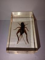 insect in epoxy hars 17, Ophalen of Verzenden, Nieuw, Insect, Beeldje of Figuurtje