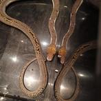 Python reticulatus piebald, Dieren en Toebehoren, Reptielen en Amfibieën
