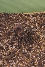 Lasiodora parahybana vogelspin vrouw, Dieren en Toebehoren, Insecten en Spinnen, Spin of Schorpioen