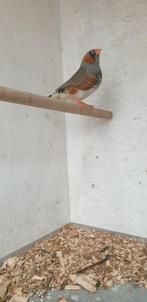 Mooie zebravink man, Mannelijk