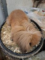 Te koop jonge dwerghangoorkonijntje man van 8 weken oud, Mannelijk, Dwerg, Hangoor, 0 tot 2 jaar