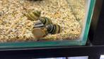 Piano slak, Dieren en Toebehoren, Vissen | Aquariumvissen, Slak of Weekdier