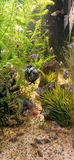 Blue polar visjes, Dieren en Toebehoren, Vis