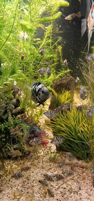 Blue polar visjes beschikbaar voor biedingen