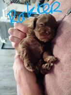 Bompoo pups, Overige rassen, 8 tot 15 weken, Meerdere, Meerdere dieren