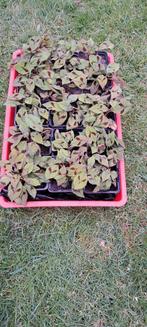 Mooie PERSICARIA VIRGINIANA, Ophalen of Verzenden, Zomer, Overige soorten, Volle zon