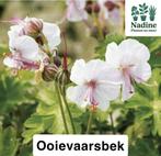 Biologische tuinplanten, Tuin en Terras, Planten | Tuinplanten, Ophalen, Zomer, Overige soorten, Volle zon