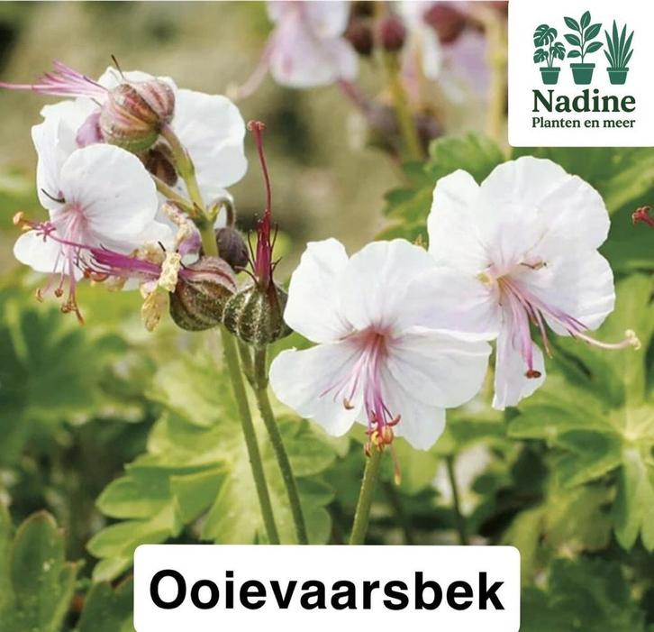 Biologische tuinplanten, Tuin en Terras, Planten | Tuinplanten, Overige soorten, Volle zon, Zomer, Ophalen