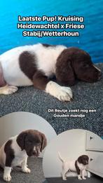Laatste Reu! Heidewachtel x Friese Stabij/Wetterhoun (Pup), 8 tot 15 weken, Eén hond, Nederland, Particulier