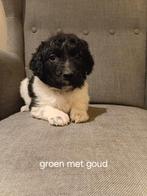 Prachtige friese stabij pups, Overige rassen, 8 tot 15 weken, Meerdere, Meerdere dieren