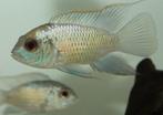 Blue ancara baby's zoetwater vis, Dieren en Toebehoren, Vissen | Aquariumvissen, Vis, Zoetwatervis