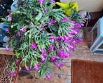 Lidcactus Schlumbergera groot, Ophalen, Overige soorten, Halfschaduw