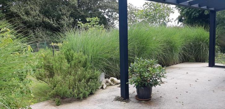 Miscanthus Riet - Siergras per Stronk 20x20, Tuin en Terras, Planten | Tuinplanten, Siergrassen, Volle zon, Ophalen of Verzenden