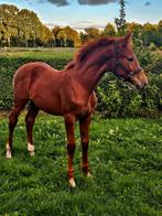 Chique merrieveulen van One Million, Dieren en Toebehoren, Paarden, Merrie, Dressuurpaard, 170 tot 175 cm, Gechipt