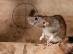 Rattenbestrijder omgeving Overbetuwe & Gelderland, Muizen of Ratten