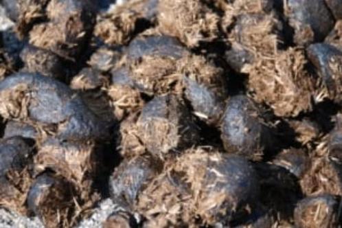 Gratis compost/paardenmest, Tuin en Terras, Aarde en Mest, Mest, Ophalen