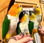 handtamme puppy caiques, Dieren en Toebehoren, Vogels | Parkieten en Papegaaien, Meerdere dieren, Pratend