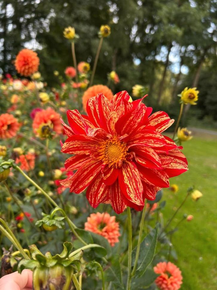 Dahlia knollen, Tuin en Terras, Bloembollen en Zaden, Knol, Volle zon, Ophalen of Verzenden