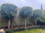 3x Portugese Laurier op Stam, Overige soorten, Lente, 100 tot 250 cm, Ophalen