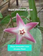 Hoya Stenaokei pink met uitlooper, Huis en Inrichting, Kamerplanten, Ophalen of Verzenden, Halfschaduw, Minder dan 100 cm